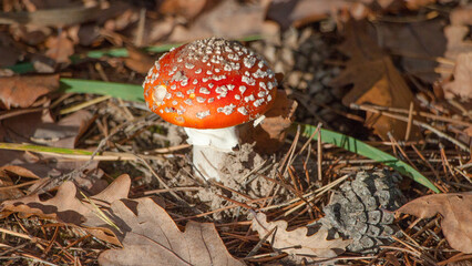 fly agaric mushroom