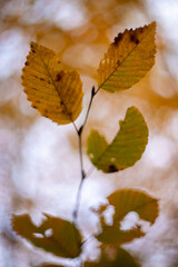 autumn leaves on the water