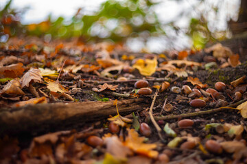 autumn leaves on the ground