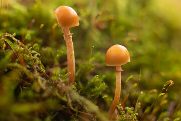 mushrooms in the forest