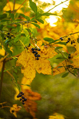 autumn leaves in the sun