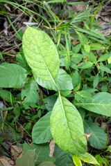  Green Leaves with Spots on Tropical Plant