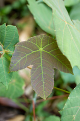 Close-up of Macaranga Leaf Showing Distinct Reddish Pattern and Green Veins