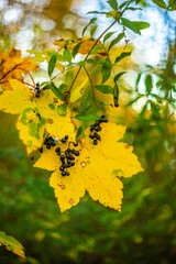 yellow maple leaves in autumn