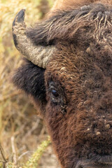 American Bison