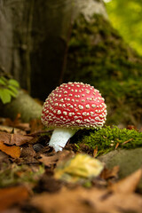 Fly agaric mushroom in the Dijkgat Forest beside tree roots, surrounded by autumn-colored leaves. As autumn arrives, nature reveals its most beautiful side. 
