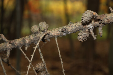 ​A close-up shows a coniferous branch with small brown cones protruding from the rough bark. The...