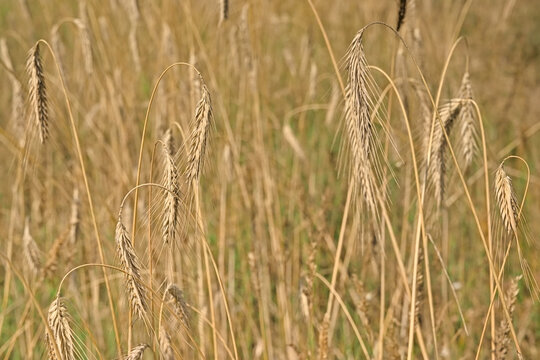 Golden flowering common barley in a field. 