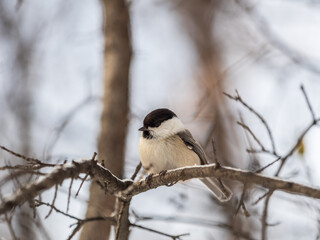 Obraz premium Cute bird the willow tit, song bird sitting on a branch without leaves in the winter.