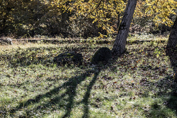 Landscape with beautiful fog in forest on hill or Trail through a mysterious winter forest with autumn leaves on the ground. Road through a winter forest. Magical atmosphere. Azerbaijan nature