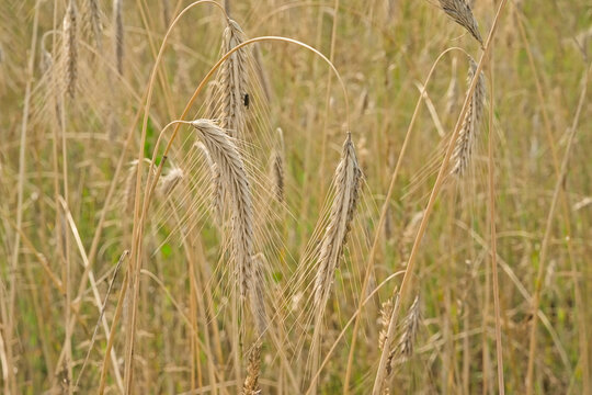 Golden flowering common barley in a field. 