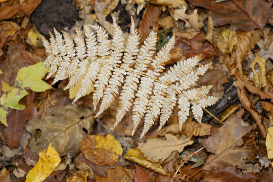 ​A dried, light beige fern frond rests on a carpet of fallen autumn leaves in shades of brown and yellow. The close-up shot captures the delicate texture and the contrast of organic shapes on the fore
