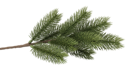 Artificial pine branch close-up on  transparent background for allergy-safe holiday decor  