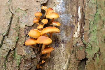 A cluster of bright orange mushrooms grows on the cracked bark of an old tree, showcasing natural symmetry. The detailed close-up shot captures the organic forms and textures, highlighting life in the