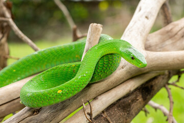 The beautiful Eastern Green Mamba (Dendroaspis angusticeps), an arboreal snake, posing on dead branches – Africa’s gorgeous but deadly venomous snake