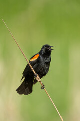 Red-winged Blackbird