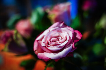 Fototapete bei efototapeten.de bestellen   