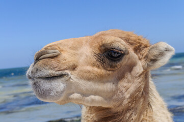 Obraz premium Camel on a Coastal Beach in Tunisia – Close-Up with Sea Background