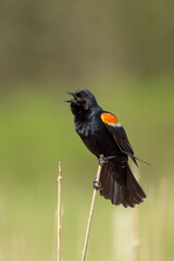 Red-winged Blackbird