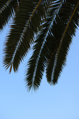 Naklejka premium Palme