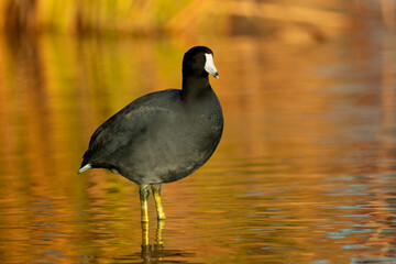 American Coot