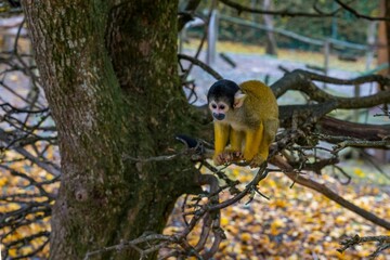 Fototapeta premium Squirrel Monkey Sitting on Tree Branch in Autumn Forest