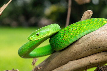 The beautiful Eastern Green Mamba (Dendroaspis angusticeps), an arboreal snake, posing on dead...