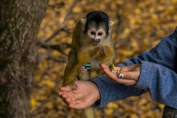 Squirrel Monkey Taking Food from Human Hand in Autumn Forest