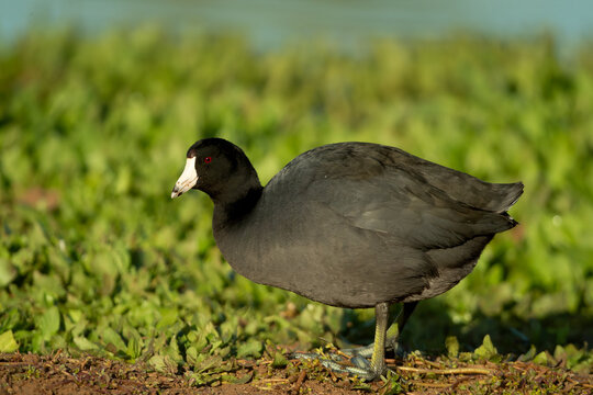 American Coot 