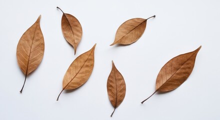 Fototapeta premium Six dried, brown, oblong leaves scattered on a clean, white surface