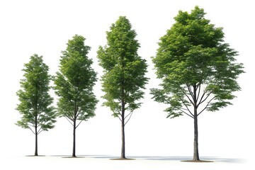 Obraz premium Row of Green Trees on White Background nature growth