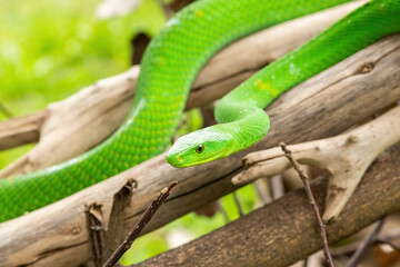 The beautiful Eastern Green Mamba (Dendroaspis angusticeps), an arboreal snake, posing on dead branches – Africa’s gorgeous but deadly venomous snake