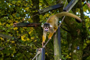 Squirrel Monkey Walking on Rope in Forest Habitat