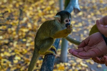 Squirrel Monkey Eating from Human Hand on Wooden Railing in Autumn Park