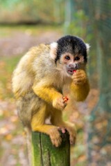 Squirrel Monkey Eating While Sitting on Wooden Post in Nature