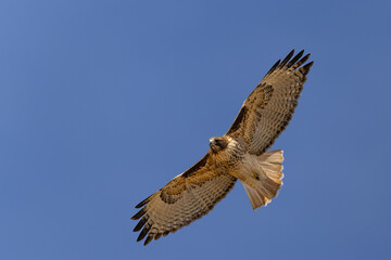 Red-tailed Hawk