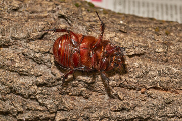 Macro photography of the rhinoceros beetle. All anatomical features of the rhinoceros beetle are visible. Its shape, shiny shell and distinctive horn are shown in detail.