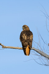 Red-tailed Hawk