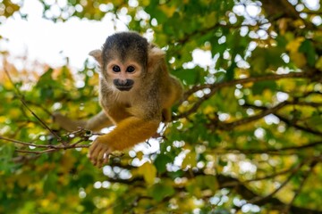 Squirrel Monkey Reaching Forward on Tree Branch in Forest