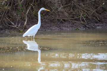 Grande Aigrette, Corroboree Billabong