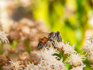 Bee Close-up