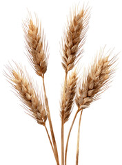 Fototapeta premium Close-up of several dried wheat stalks. Light tan colored heads. Sharp focus. Dark background