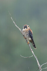 American Kestrel