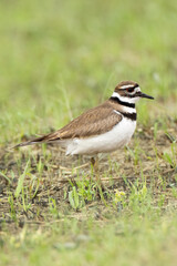 Killdeer