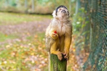 Squirrel Monkey Sitting on Wooden Post in Outdoor Habitat