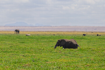 Amboseli National Park, Kenya: Elephant Grazing in the Green Savannah.