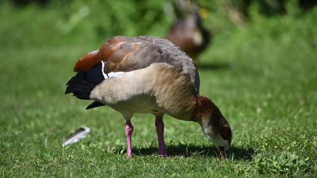 Egyptian goose next to park pond feeding from the grass