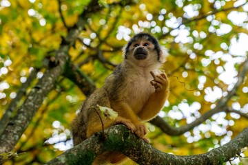 Squirrel Monkey Sitting on Tree Branch in Autumn Foliage