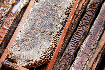 Boxes with fresh honeycombs in sustainable beekeeping