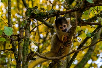 Squirrel Monkey Holding Food While Sitting in Tree